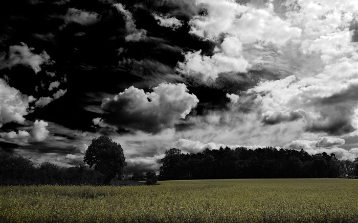 Dark clouds, trees, farmland Wallpapers Pictures Photos Images