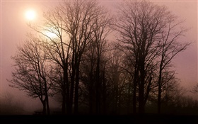 Dawn, trees, sunrise HD wallpaper