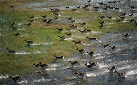 Deer on the prairie HD wallpaper