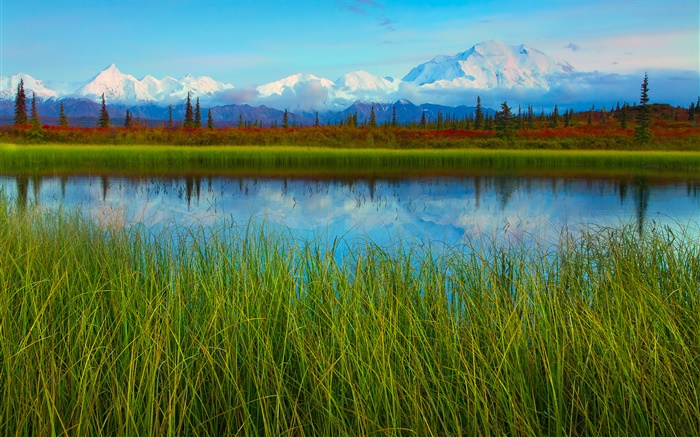 Denali National Park, Alaska, USA, lake, grass, trees Wallpapers Pictures Photos Images