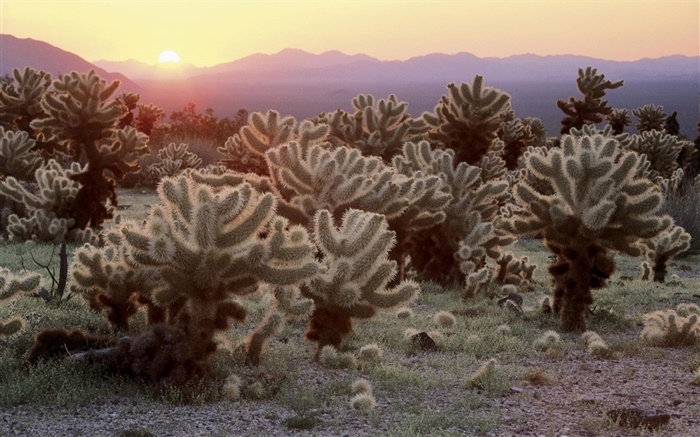 Desert, cactus, sunrise Wallpapers Pictures Photos Images