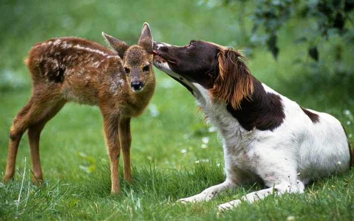Dog with deer Wallpapers Pictures Photos Images