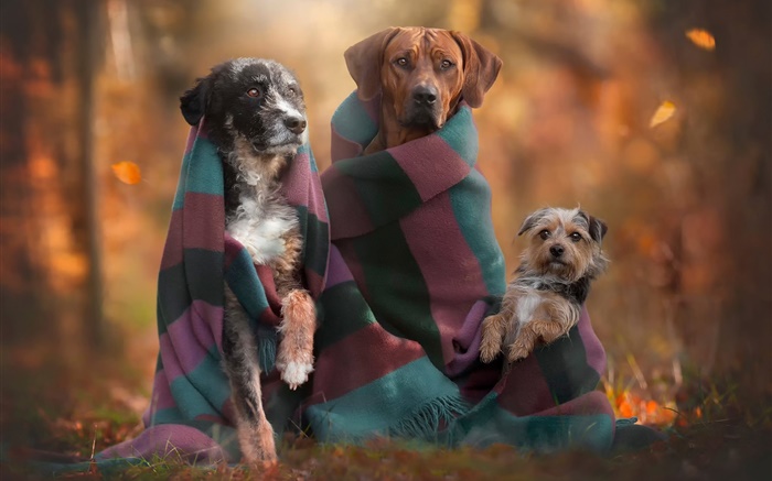 Dogs family, autumn Wallpapers Pictures Photos Images