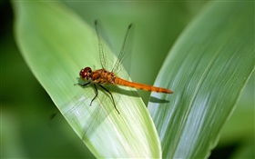 Dragonfly rest, green leaf HD wallpaper