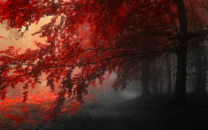 Dusk, autumn, forest, red leaves Wallpapers Pictures Photos Images