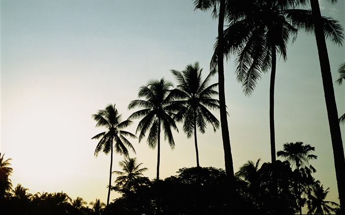 Dusk, evening, palm trees, silhouette Wallpapers Pictures Photos Images