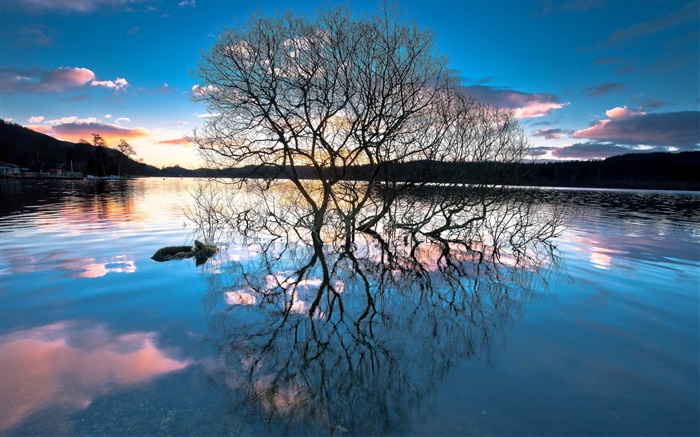 Dusk, trees in the lake, water reflection, sunset Wallpapers Pictures Photos Images