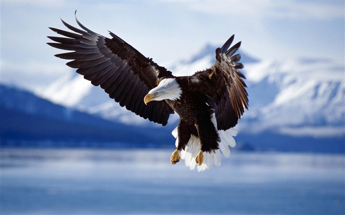 Eagle fly, wings, lake Wallpapers Pictures Photos Images