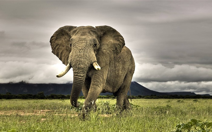Elephant close-up, grass Wallpapers Pictures Photos Images