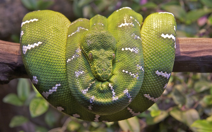 Emerald tree boa Wallpapers Pictures Photos Images