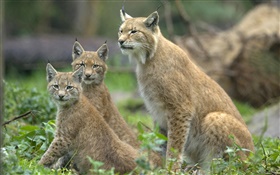 Felis serval family