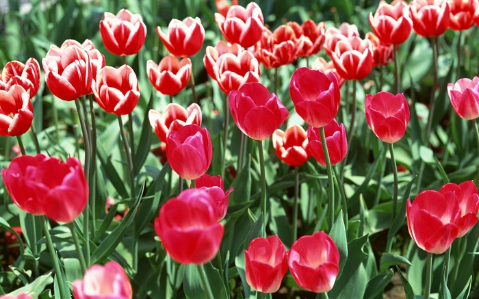 Field of flowers, red tulips Wallpapers Pictures Photos Images