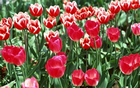 Field of flowers, red tulips HD wallpaper