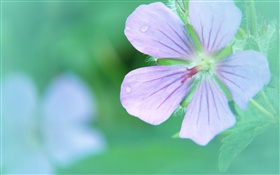 Five petals flower close-up, dew HD wallpaper