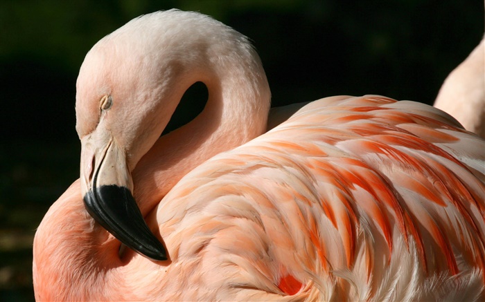 Flamingos close-up Wallpapers Pictures Photos Images