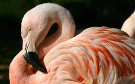 Flamingos close-up HD wallpaper