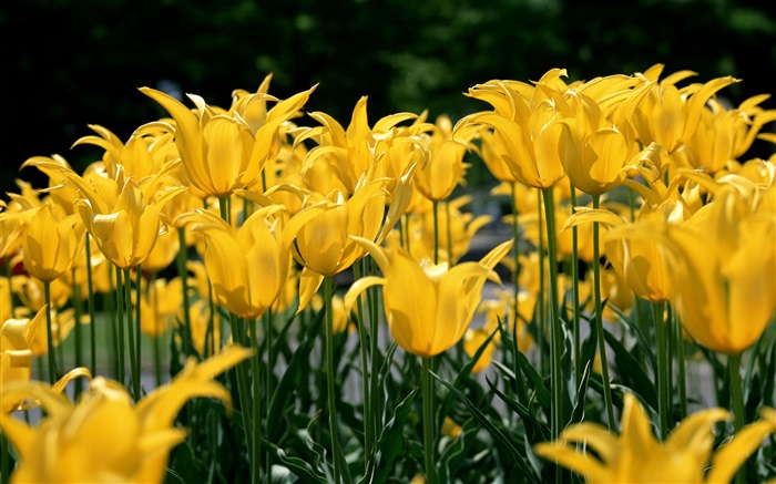 Flower field, yellow tulip Wallpapers Pictures Photos Images