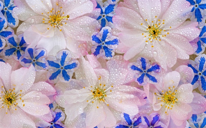 Flowers background, water drops Wallpapers Pictures Photos Images