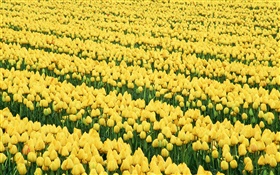 Flowers field, yellow tulips HD wallpaper