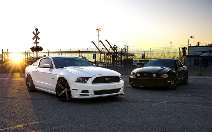 Ford Mustang white and black cars Wallpapers Pictures Photos Images