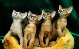 Four cute kittens HD wallpaper