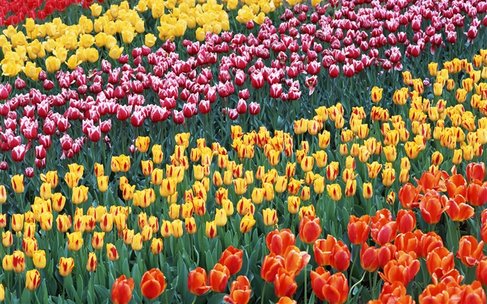 Four different colors tulip flowers Wallpapers Pictures Photos Images