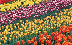 Four different colors tulip flowers