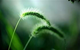 Foxtail close-up, spring