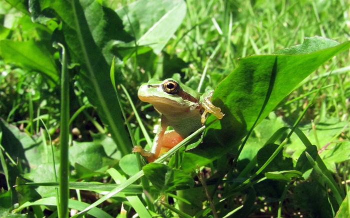 Frog basking in sun Wallpapers Pictures Photos Images