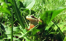 Frog basking in sun HD wallpaper