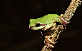 Frog close-up, night HD wallpaper