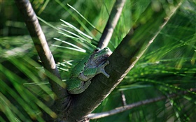 Frog in the tree HD wallpaper