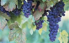 Fruit close-up, grapes HD wallpaper