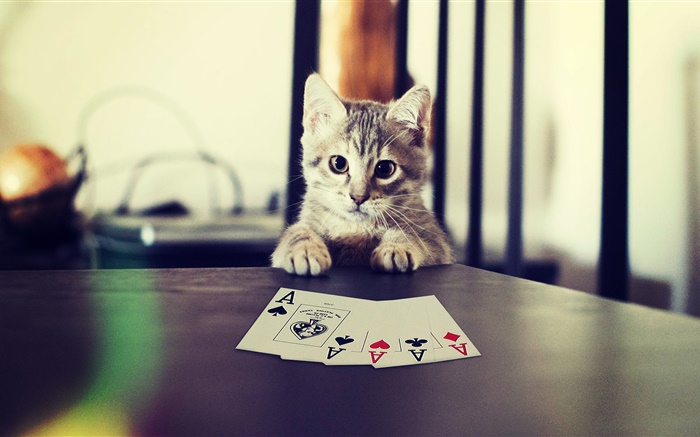 Funny pet, kitten playing poker Wallpapers Pictures Photos Images