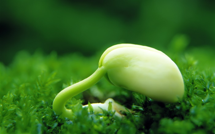 Germinating seeds, spring is coming Wallpapers Pictures Photos Images