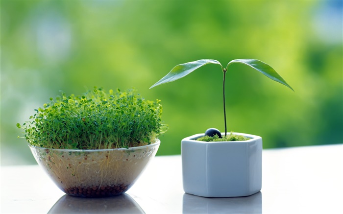 Germination bonsai, small trees Wallpapers Pictures Photos Images