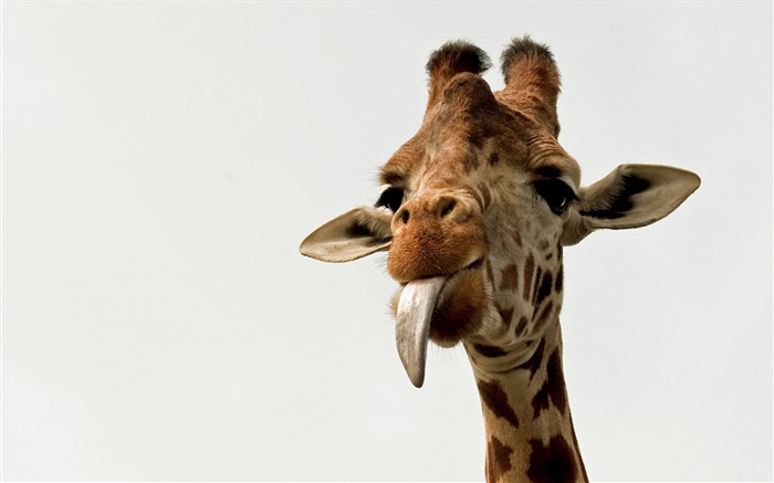 Giraffe face close-up Wallpapers Pictures Photos Images