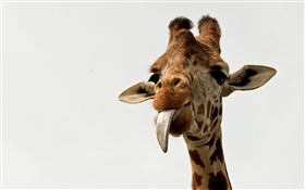 Giraffe face close-up HD wallpaper