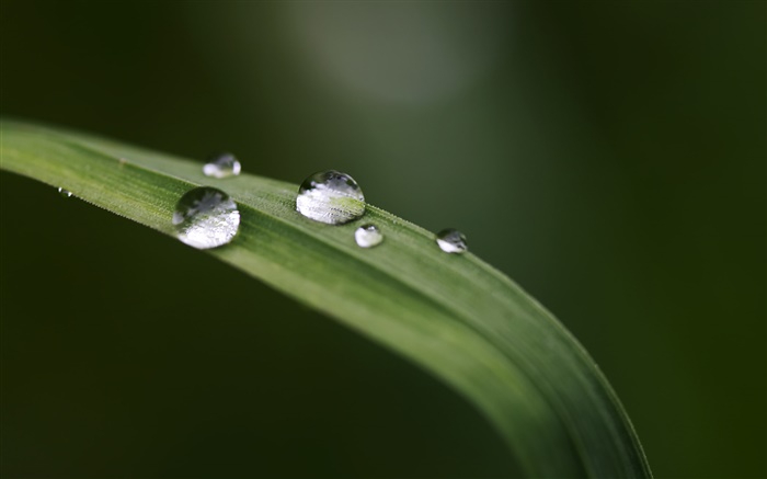 Grass, leaf, water drops, bokeh Wallpapers Pictures Photos Images