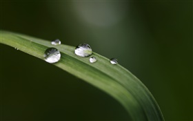 Grass, leaf, water drops, bokeh HD wallpaper