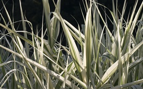 Grass leaves close-up HD wallpaper