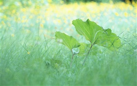 Grass, leaves, summer HD wallpaper