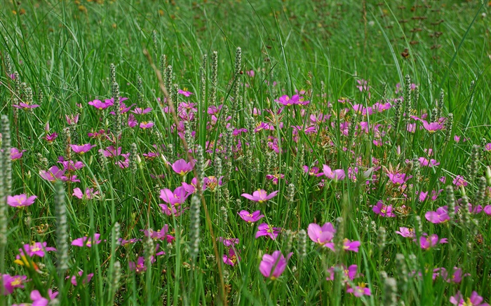 Grass, pink wildflowers Wallpapers Pictures Photos Images