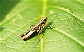 Grasshopper on green leaves HD wallpaper