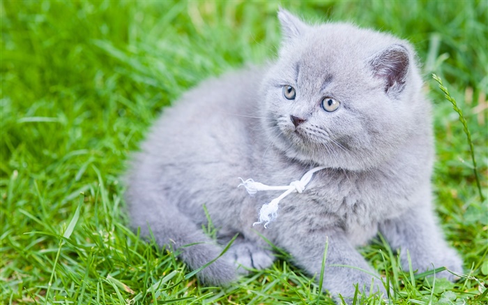 Gray British Shorthair, cat, green grass Wallpapers Pictures Photos Images