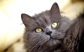 Gray cat, yellow eyes