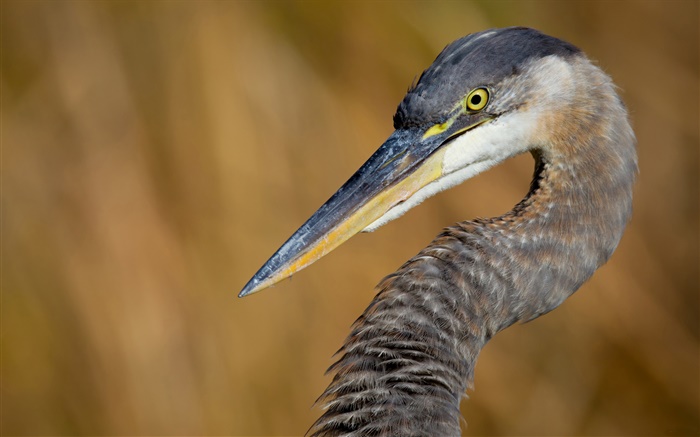 Great Blue Heron close-up Wallpapers Pictures Photos Images