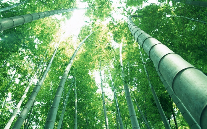 Green bamboo, sun rays Wallpapers Pictures Photos Images