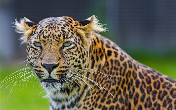 Green eyes leopard, predator, face Wallpapers Pictures Photos Images