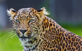 Green eyes leopard, predator, face